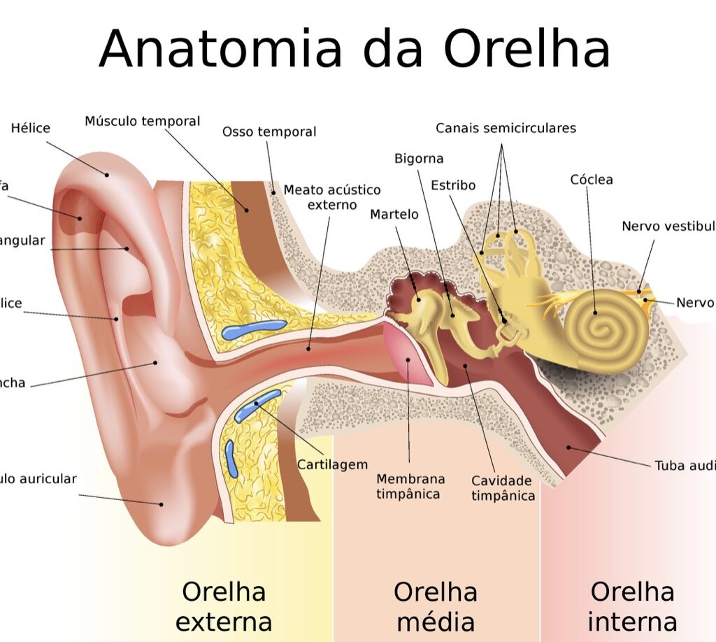 Imagem ilustrativa da anatomia da orelha